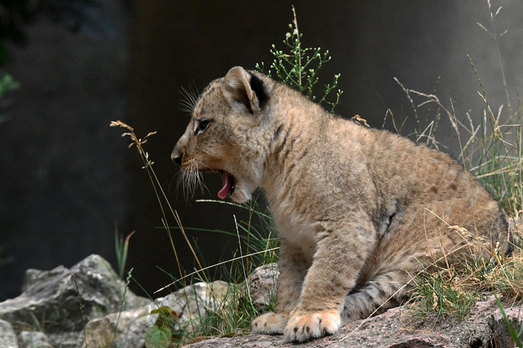 Jaunumi no Rīgas Zoo - lauvu saimei piebiedrojušies divi žiperīgi lauvēni 305087