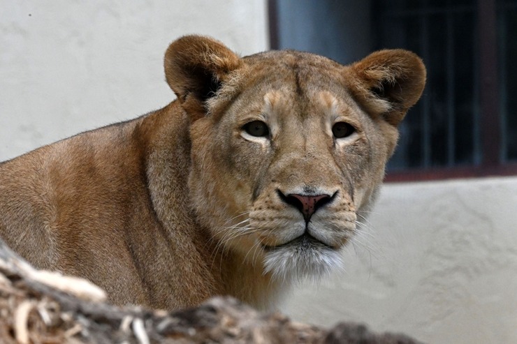 Jaunumi no Rīgas Zoo - lauvu saimei piebiedrojušies divi žiperīgi lauvēni 305089