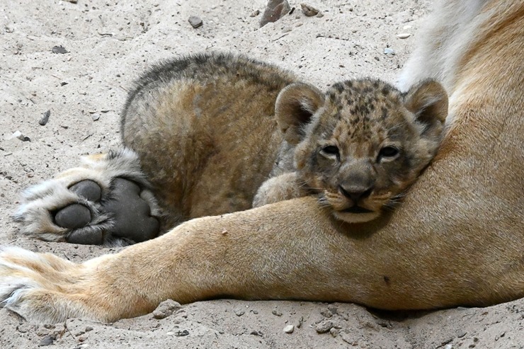 Jaunumi no Rīgas Zoo - lauvu saimei piebiedrojušies divi žiperīgi lauvēni 305069