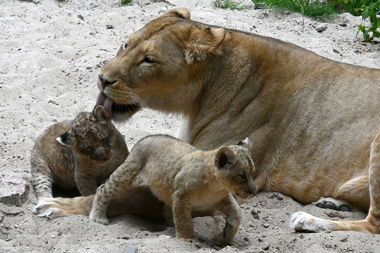 Jaunumi no Rīgas Zoo - lauvu saimei piebiedrojušies divi žiperīgi lauvēni 305070
