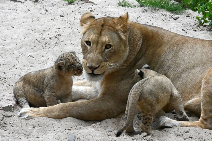 Jaunumi no Rīgas Zoo - lauvu saimei piebiedrojušies divi žiperīgi lauvēni 305071