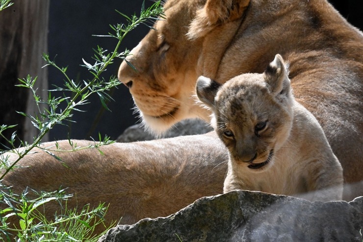 Jaunumi no Rīgas Zoo - lauvu saimei piebiedrojušies divi žiperīgi lauvēni 305075