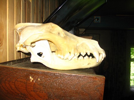 Vilka galvaskausa skelets 16505