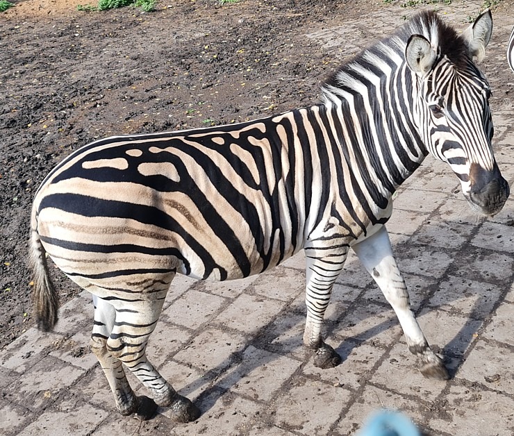Travelnews.lv apciemo strausu fermu «Muhu jaanalinnufarm» un iepazīst arī zebras, ķengurus un Alpakas 307055
