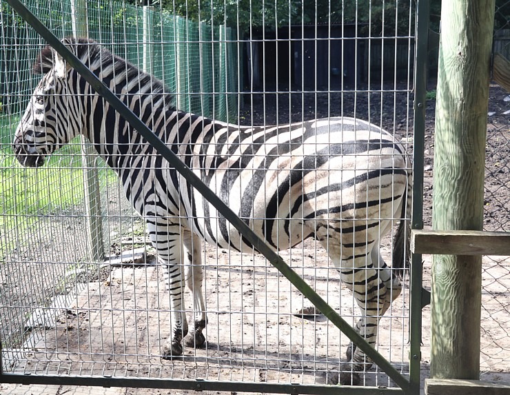 Travelnews.lv apciemo strausu fermu «Muhu jaanalinnufarm» un iepazīst arī zebras, ķengurus un Alpakas 307056