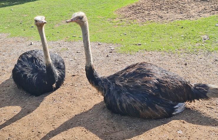 Travelnews.lv apciemo strausu fermu «Muhu jaanalinnufarm» un iepazīst arī zebras, ķengurus un Alpakas 307040