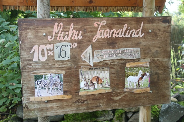 Travelnews.lv apciemo strausu fermu «Muhu jaanalinnufarm» un iepazīst arī zebras, ķengurus un Alpakas 307068
