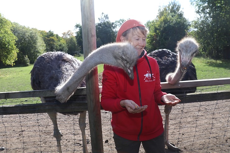 Travelnews.lv apciemo strausu fermu «Muhu jaanalinnufarm» un iepazīst arī zebras, ķengurus un Alpakas 307042