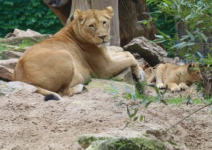 Rīgas Nacionālais zooloģiskais dārzs krusta mazos lauvēnus - «Varis» un «Teika» 3