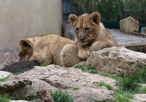 Rīgas Nacionālais zooloģiskais dārzs krusta mazos lauvēnus - «Varis» un «Teika» 8