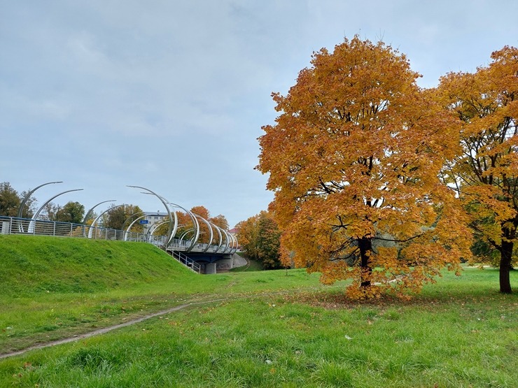 Valmieru izgreznojusi košā rudens vīra ota. Foto: Valmiera.lv 308052