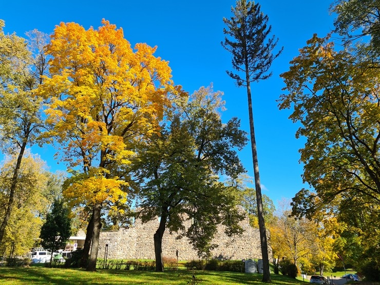 Valmieru izgreznojusi košā rudens vīra ota. Foto: Valmiera.lv 308053