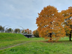 Valmieru izgreznojusi košā rudens vīra ota. Foto: Valmiera.lv 8