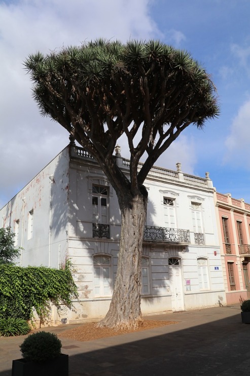 Travelnews.lv ekskursijas veidā iepazīst romantisku pilsētiņu Sankristovala de la Laguna Tenerifē 308780