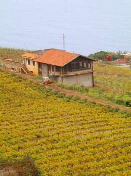 Travelnews.lv apciemo Tenerifes vīna darītavu «Bodegas Monje», kas darbojas kopš 1750.gada 2