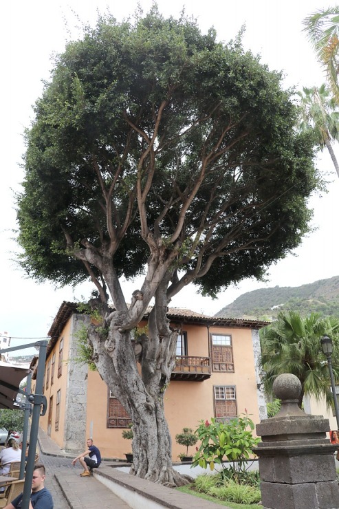 Iepazīstam tūkstošgadīgu pūķkoku «Dracaena draco» Tenerifes pilsētā Icod de los vinos 309436