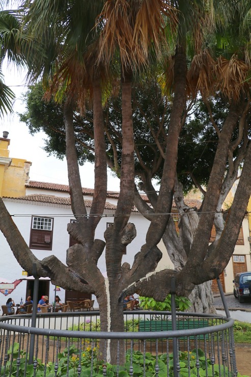 Iepazīstam tūkstošgadīgu pūķkoku «Dracaena draco» Tenerifes pilsētā Icod de los vinos 309438