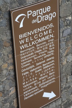 Iepazīstam tūkstošgadīgu pūķkoku «Dracaena draco» Tenerifes pilsētā Icod de los vinos 4