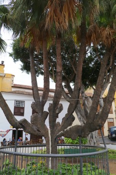 Iepazīstam tūkstošgadīgu pūķkoku «Dracaena draco» Tenerifes pilsētā Icod de los vinos 8