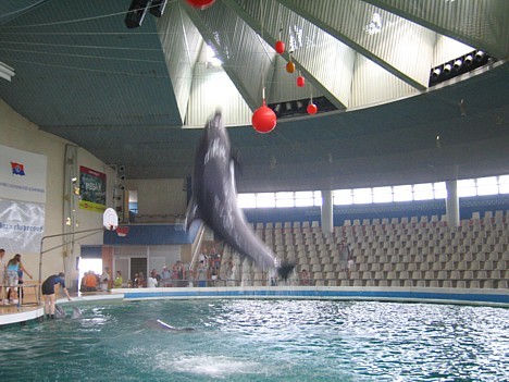 Delfīni spēj priecēt skatītājus arī ar ļoti augstiem lēcieniem, kas beidzas nereti ar skatītāju apšļākšanu ar vēsām ūdens šaltīm 16622