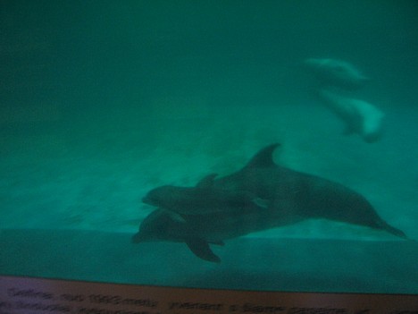 Delfīnu māte ar savu mazuli peld cieši viens pie otra 16624