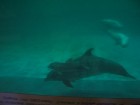 Delfīnu māte ar savu mazuli peld cieši viens pie otra 7