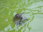 Arī roņi pārsteidz apmeklētājus ar savu spēju izmānīt no dzīvnieku apkopējiem kādu gardu barības kumosiņu 11