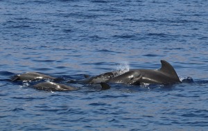 Travelnews.lv ar katamarānu Atlantijas okeānā vēro delfīnus un citas radības 4