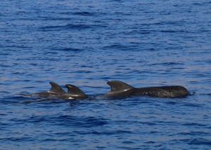 Travelnews.lv ar katamarānu Atlantijas okeānā vēro delfīnus un citas radības 5
