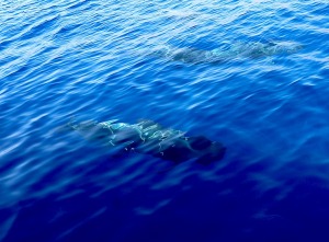 Travelnews.lv ar katamarānu Atlantijas okeānā vēro delfīnus un citas radības 6