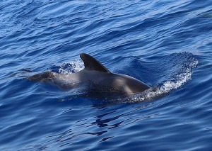 Travelnews.lv ar katamarānu Atlantijas okeānā vēro delfīnus un citas radības 9