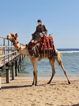 Šarm el Šeihas viesnīcas «Rixos Sharm El Sheikh Adult Friendly» piedāvā aktīvu pludmales dzīvi 8