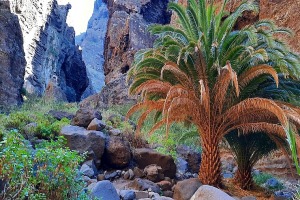 Latviešu ceļotāji dodas dabas pārgājienos Spānijas Tenerifes salā. Foto: Iveta Reiere 1