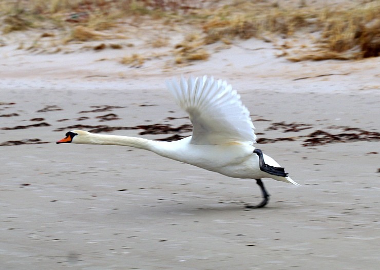 Travelnews.lv veic 32 km pārgājienu Mērsraga apkaimē 316098