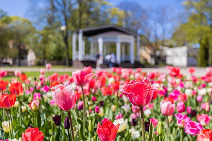 Jūrmala šobrīd tulpju galvaspilsēta Latvijā. Foto: Artis Veigurs 317469