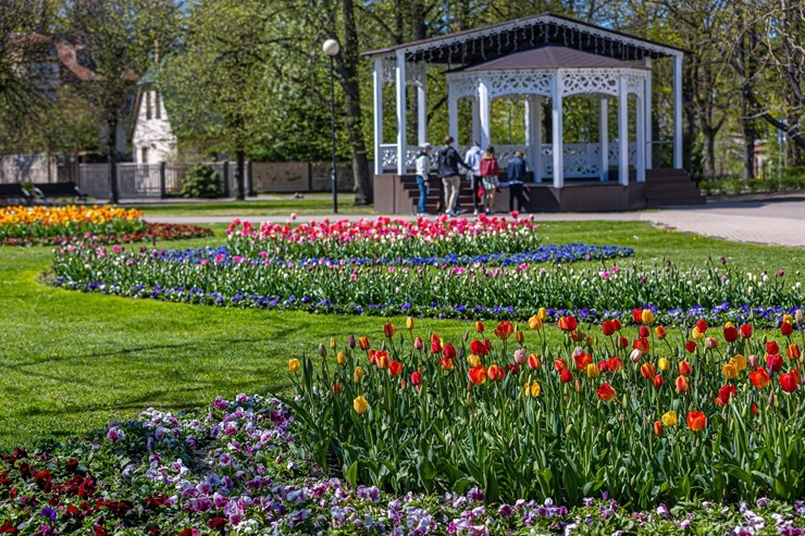 Jūrmala šobrīd tulpju galvaspilsēta Latvijā. Foto: Artis Veigurs 317478