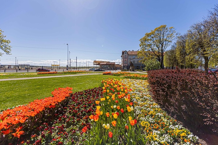 Jūrmala šobrīd tulpju galvaspilsēta Latvijā. Foto: Artis Veigurs 317480