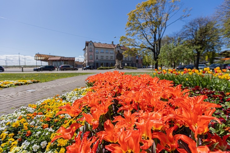 Jūrmala šobrīd tulpju galvaspilsēta Latvijā. Foto: Artis Veigurs 317483