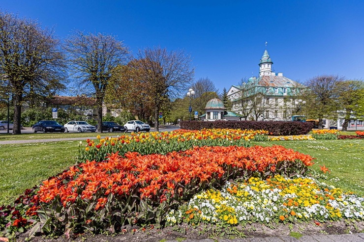 Jūrmala šobrīd tulpju galvaspilsēta Latvijā. Foto: Artis Veigurs 317486