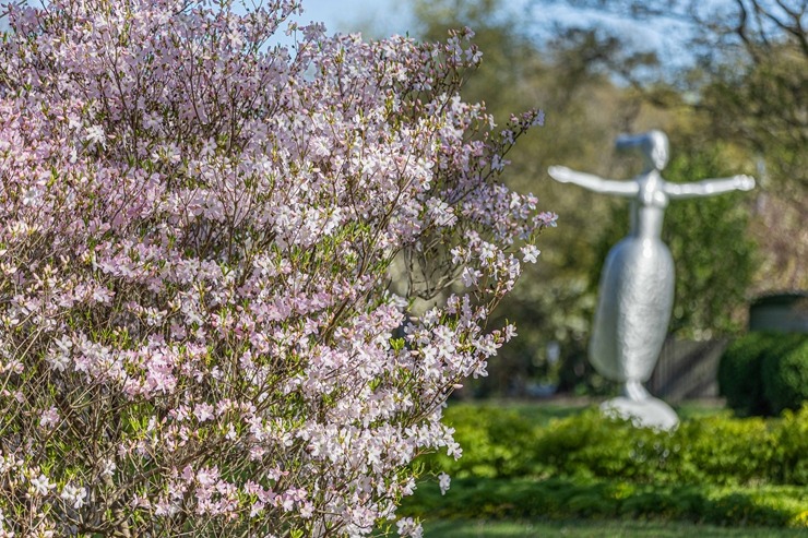 Jūrmala šobrīd tulpju galvaspilsēta Latvijā. Foto: Artis Veigurs 317492