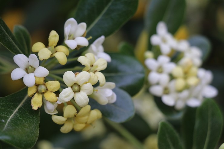 Travelnews.lv iepazīst Maļorkas tropu dārzu un populāru kāzu vietu «Jardines de Alfabia». Sadarbībā ar Latvijas tūrisma firmu «Atlantic Travel» 317868