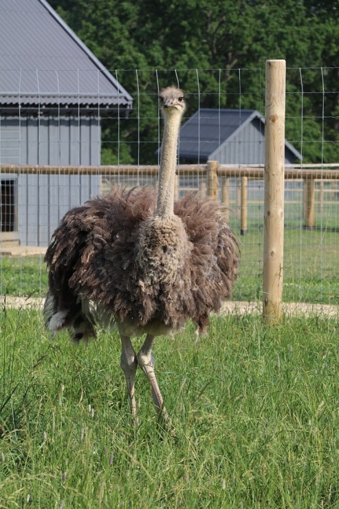 Sadarbībā ar «Avis Latvia» apciemojam jaunatklāto un bērnu sapni «Siguldas ZOO» 319464