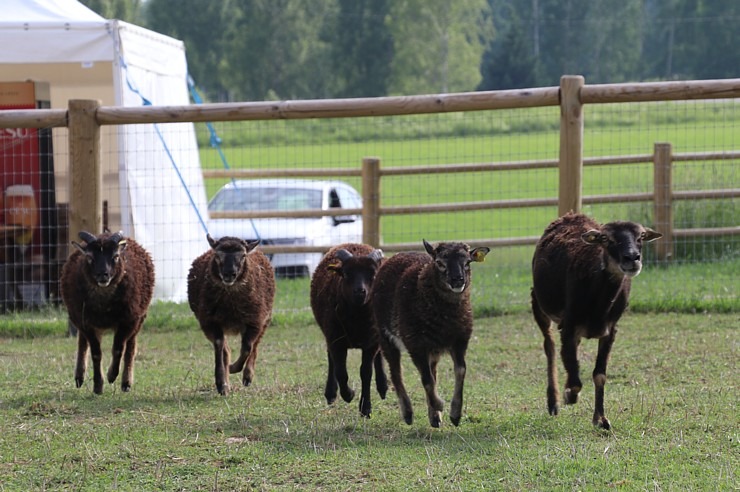 Sadarbībā ar «Avis Latvia» apciemojam jaunatklāto un bērnu sapni «Siguldas ZOO» 319467