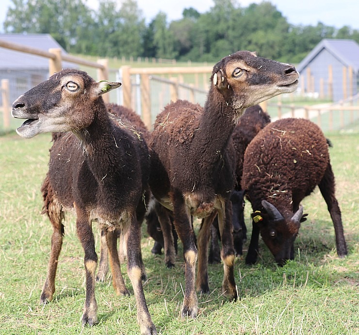 Sadarbībā ar «Avis Latvia» apciemojam jaunatklāto un bērnu sapni «Siguldas ZOO» 319470