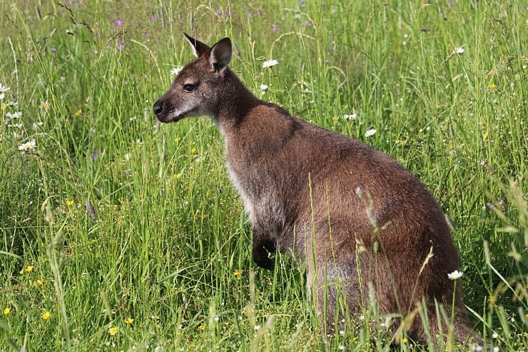 Sadarbībā ar «Avis Latvia» apciemojam jaunatklāto un bērnu sapni «Siguldas ZOO» 319471