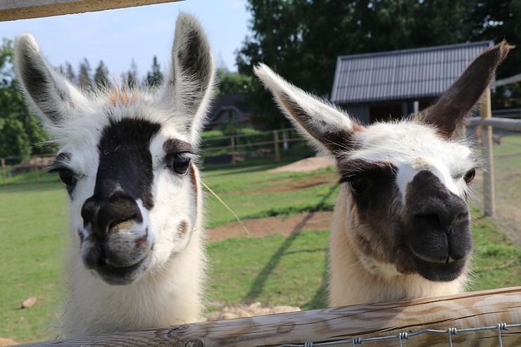 Sadarbībā ar «Avis Latvia» apciemojam jaunatklāto un bērnu sapni «Siguldas ZOO» 319476