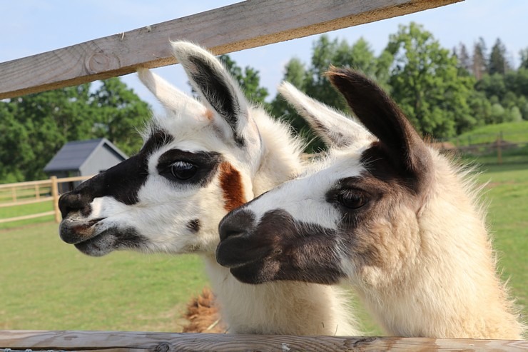 Sadarbībā ar «Avis Latvia» apciemojam jaunatklāto un bērnu sapni «Siguldas ZOO» 319478