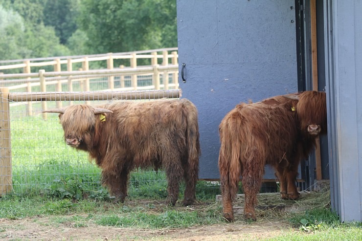 Sadarbībā ar «Avis Latvia» apciemojam jaunatklāto un bērnu sapni «Siguldas ZOO» 319479