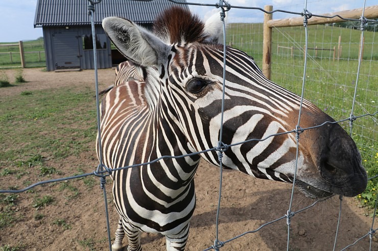 Sadarbībā ar «Avis Latvia» apciemojam jaunatklāto un bērnu sapni «Siguldas ZOO» 319453