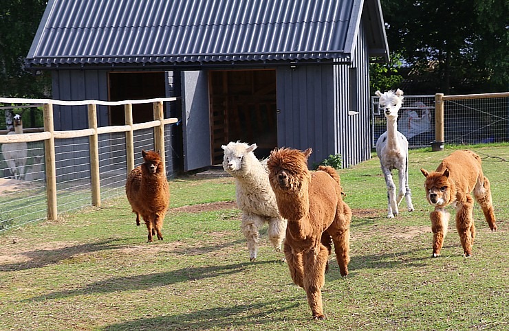 Sadarbībā ar «Avis Latvia» apciemojam jaunatklāto un bērnu sapni «Siguldas ZOO» 319482